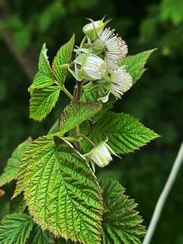 frambuesa ovario y flores en contra un antecedentes de lozano verdor foto