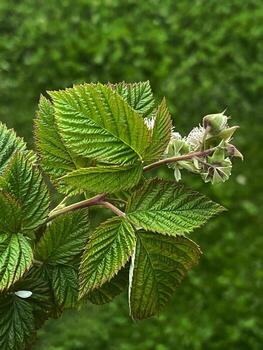 floreciente frambuesa con ovario botánico macro fotografía foto