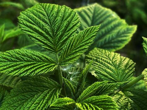 de cerca de verde frambuesa hojas con brillante textura foto