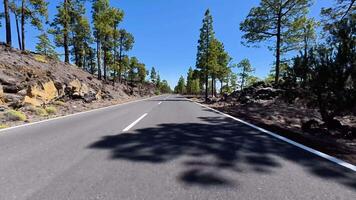 a road in the middle of a forest with trees video
