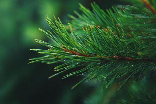 Pine needles captured in macro view with sharp details and realistic textures in soft focus photo