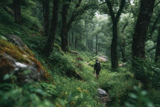A person walking through a forest on a trail photo