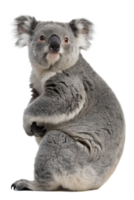 linda coala oso sentado aislado en transparente fondo, mullido australiano marsupial png