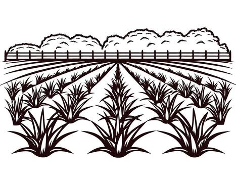 Hand drawn agave plants in rows on farmland with shrub fence line and trees in background vector
