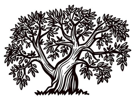 Intricate hand drawn olive tree with twisted trunk and leafy branches isolated on white background engraving vector