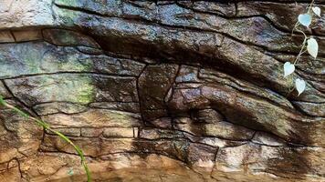 An extreme closeup view of a beautifully textured rock surface displaying subtle colours along with trailing vines video
