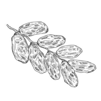 mano dibujado seco fechas en rama, bosquejo ilustración aislado en blanco antecedentes. monocromo dibujo con grabado textura vector