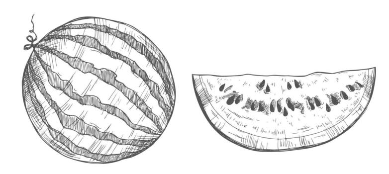 Hand drawn illustration watermelon and slices with seeds. Flowering branch. Design elements in sketch style vector