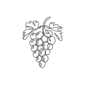 Elegant Grape Illustration with Single Continuous Line Art A Minimalist Approach to Capturing the Essence of Fruit vector