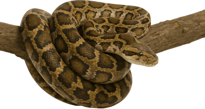 uma ampla serpente é enrolado acima em uma ramo png