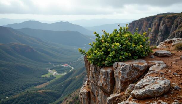 a dark green bush resting on the edge of a high cliff, exposed to strong wind and empty skies. photo