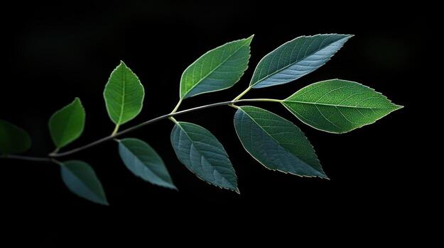 Close-up of vibrant green leaves on a branch photo