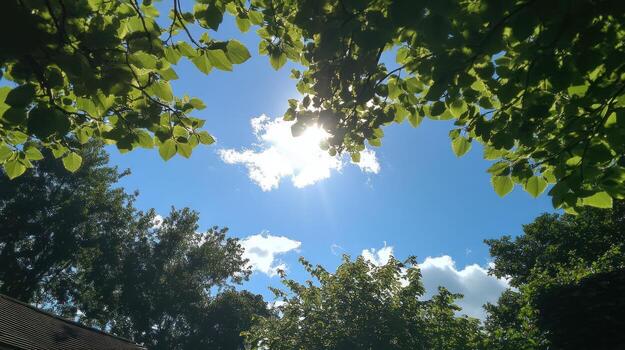 Sunlight filtering through leaves photo