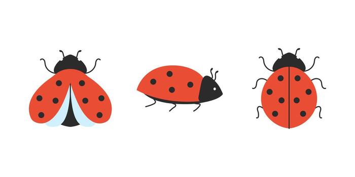 Ladybug in different positions with open wings, closed wings and side view. Set of cute cartoon insects on white background. illustration. vector