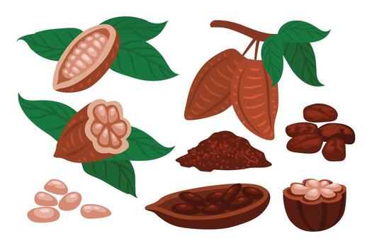 conjunto de cacao frijoles Fruta conjunto icono conjunto recopilación, medio cacao frijoles, polvo frijoles, dibujos animados chocolate frijoles desde cacao árbol con hojas y sucursales, cacao semillas, plano ilustración. vector