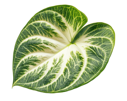 beschwingt Grün Anthurium Blatt mit kompliziert Muster und Texturen, präsentieren es ist einzigartig Herz gestalten und üppig Laub, perfekt zum Hinzufügen berühren von Natur zu irgendein Raum png