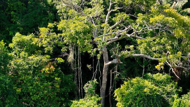 Incredible Amazonian Rainforest in Manaus Amazonas Brazil . Awesome Landscape. photo