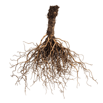 intricate root system showcases network of fine roots, emphasizing beauty of nature underground structures. This captures essence of growth and connection in soil png