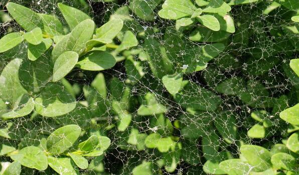 Branches of a shrub completely covered with a web of silkworms photo