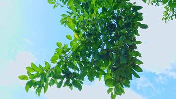 Lush Green Leaves Against a Bright Blue Sky in Sunny Weather video