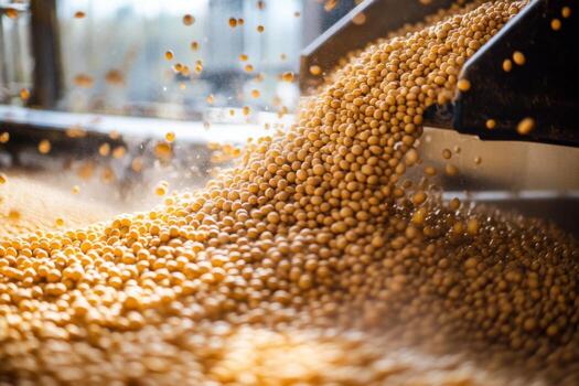 Soybeans are being poured into a machine photo