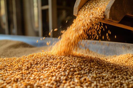 A grain is being poured into a bin photo