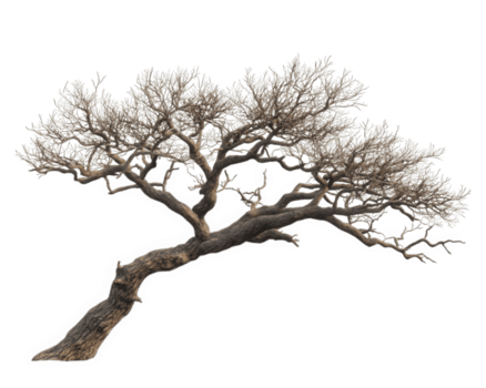 réaliste représentation de nu arbre avec complexe branches, mettant en valeur ses unique structure et texture. arbre apparaît isolé contre transparence arrière-plan, soulignant ses Naturel beauté png