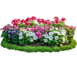 vibrante flor cama presentando rosa, blanco, y púrpura floraciones rodeado por lozano verde césped, creando alegre y atractivo jardín escena png