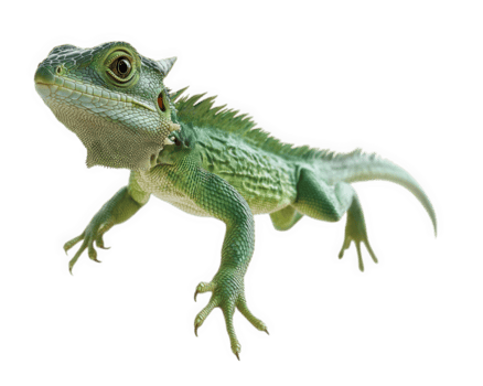 vibrant green lizard with textured skin and playful posture, showcasing its unique features and lively expression. This reptile captures attention with its striking appearance and dynamic stance png