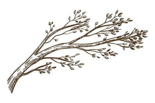 Tree branch with small leaves isolated on white hand drawn sketch, botanical element, natural design illustration vector