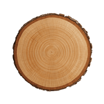 sezione trasversale di un' albero tronco con visibile crescita anelli su isolato trasparente ambientazione png