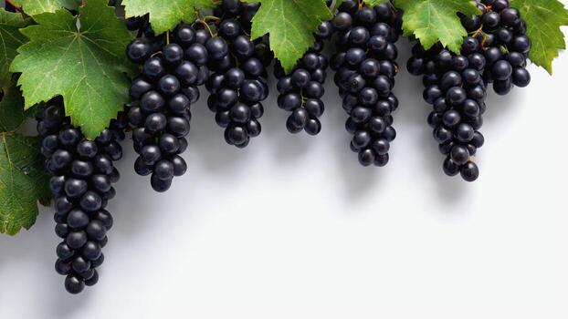 Several bunches of dark purple grapes with green leaves hang on a white background. The bright colors and fresh texture create an appetizing look, emphasizing the naturalness of the fruit. photo