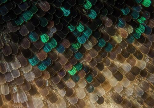 A close up of a bird's feathers photo