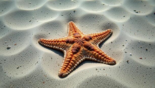 Vibrant Orange Starfish Resting on Sandy Ocean Floor Surrounded by Gentle Waves and Texture photo