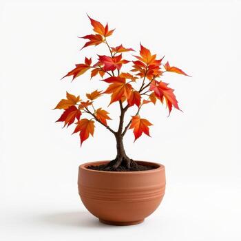 Vibrant orange and red leaf Japanese maple bonsai tree in a terracotta pot on a plain white background photo