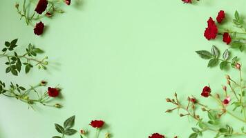 arreglo de pequeño rojo rosas aislado en verde. video