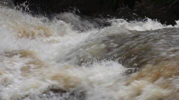 moesson regent overstroming de Woud verdieping en overloop stromen, draaien eenmaal duidelijk wateren in snel, modderig stromen door wild terrein. video