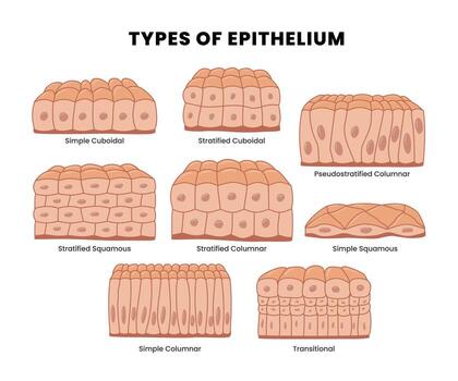 Set of Types of epithelial tissue cilliated columnar, simple columnar, simple cuboidal, and simple squamous cells, labeled educational anatomical structure with microbiology elements. vector