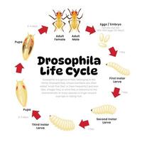 drosophila o Fruta moscas vida ciclo diagrama para Ciencias educación desarrollo proceso esquema ilustración, diferente insecto etapas desde etapas huevos, larva, crisálida a adulto, reproducción explicación. vector