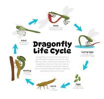 libélula vida ciclo diagrama para Ciencias educación desarrollo proceso esquema ilustración, diferente insecto etapas desde etapas apareamiento, tendido huevo, larva, muda a adulto, reproducción explicación. vector
