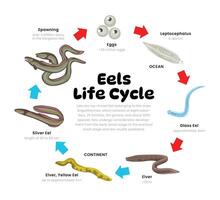 Anguila vida ciclo diagrama para Ciencias educación desarrollo proceso esquema ilustración, diferente insecto etapas desde etapas huevos, leptocéfalo, vaso anguilas, angula a desove. reproducción explicación. vector