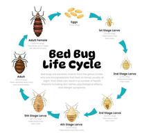 cama error vida ciclo diagrama para Ciencias educación desarrollo proceso esquema ilustración, diferente insecto etapas desde huevo y ninfa etapa a no alimentado adulto casa insecto, reproducción explicación. vector