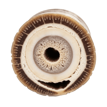 en detaljerad korsa sektion av en naturlig objekt visas invecklad koncentrisk skikten och en porös kärna, highlighting organisk texturer och biologisk mönster. png