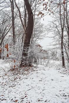 The park is covered with a thin layer of snow in winter. Winter. The park with tall trees and paths is covered with snow. photo