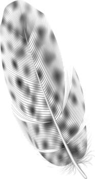 Silver feather with delicate lines and soft texture isolated on a white background, creating a striking contrast and highlighting the intricate details of its structure vector