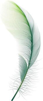 Green feather floating on a white background, with a gradient color effect going from light green to dark green, creating a soft and elegant image vector
