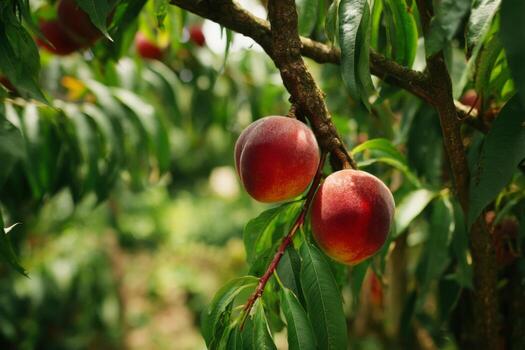 Peaches on a tree photo