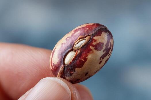un persona participación un semilla con un rojo y blanco frijol foto