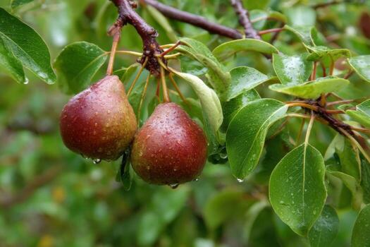 Two pears hanging from a tree with rain drops photo