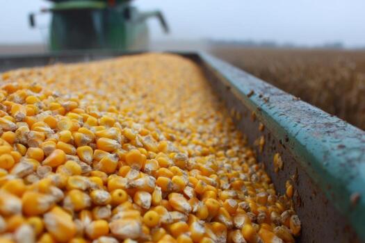 A tractor is driving over a corn field photo